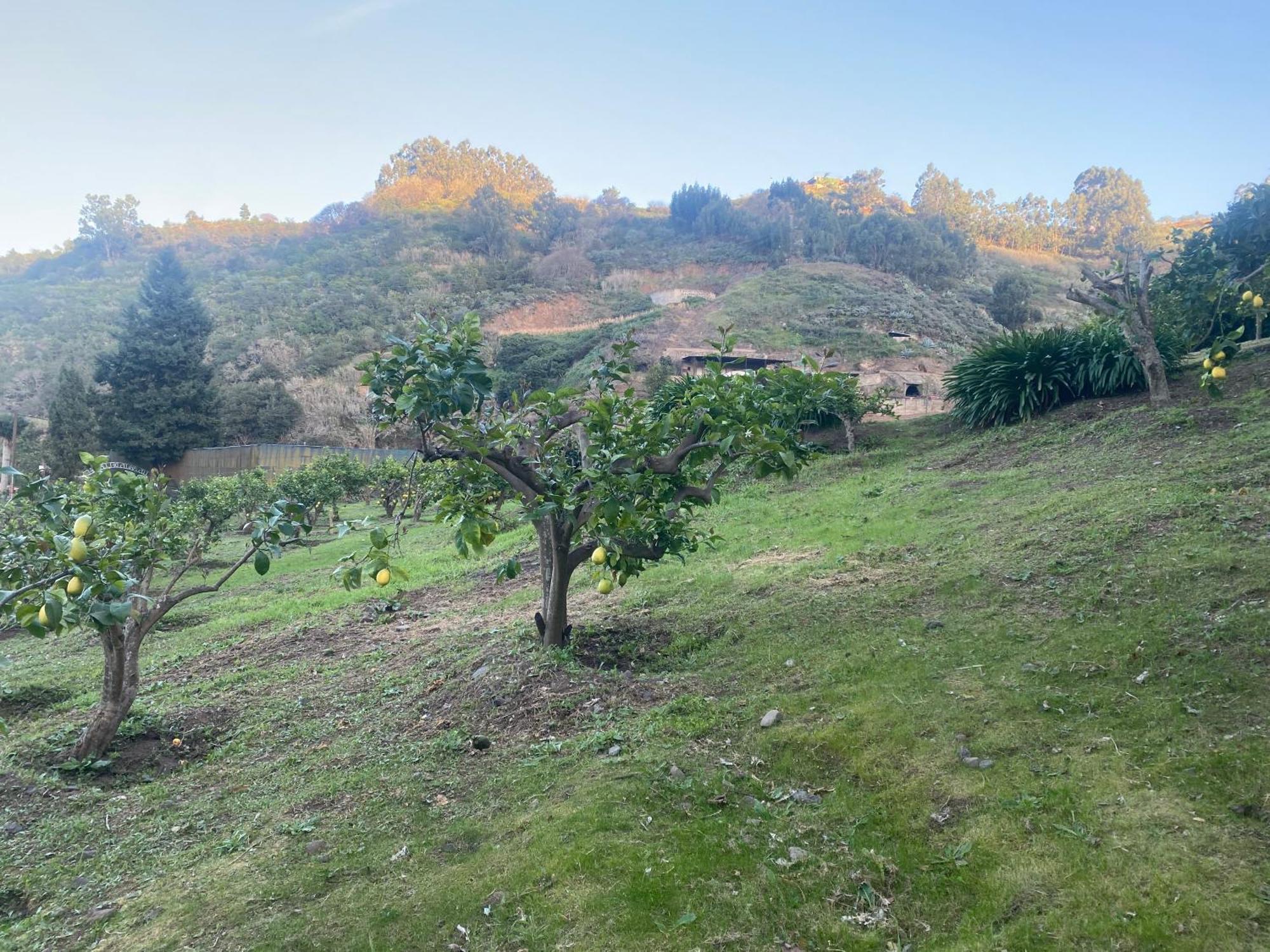 Finca Los Arcos Del Laurel Moya  Exterior photo
