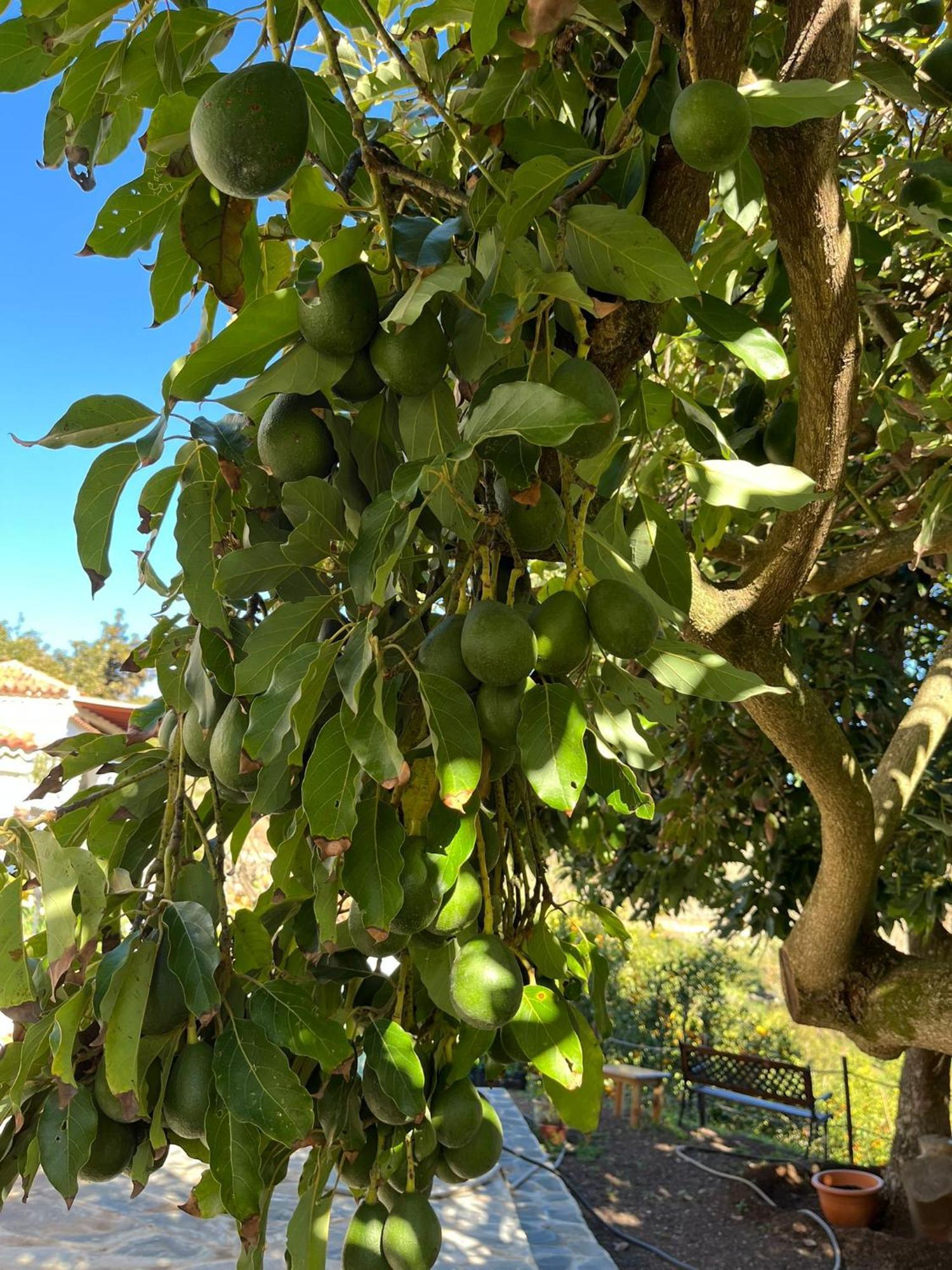 Finca Los Arcos Del Laurel Moya  Exterior photo